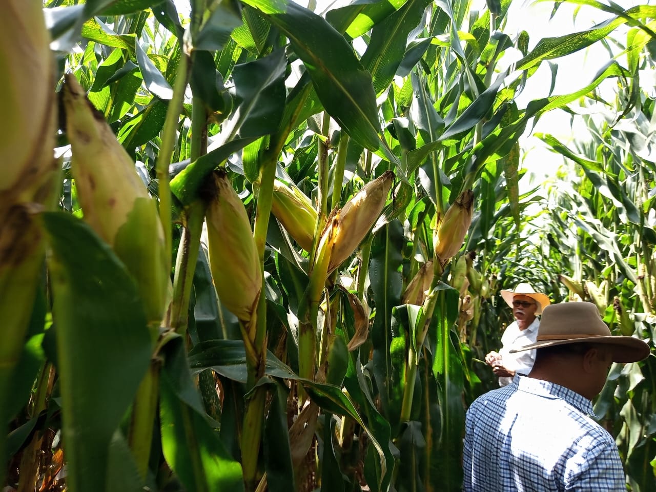 whatsapp image 2025 11 06 at 08.01.45 whatsapp image 2025 11 06 at 08.01.45